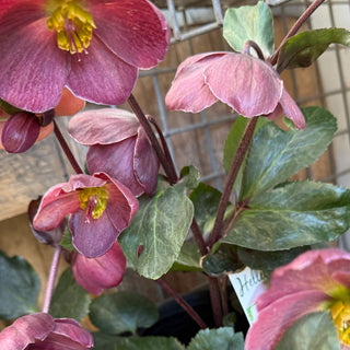 Helleborus