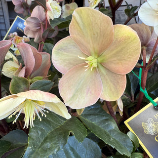 Helleborus