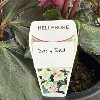 Helleborus