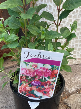 Fucshia Assorted