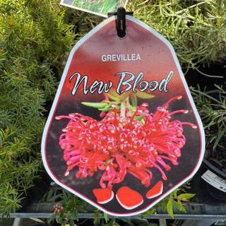 Grevillea New Blood