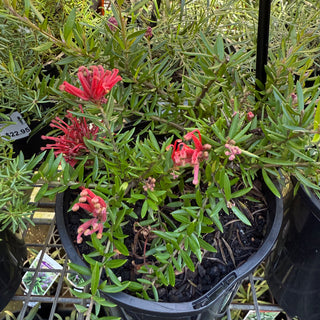 Grevillea New Blood