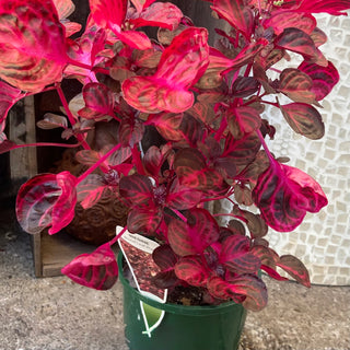 Iresine Blood Leaf