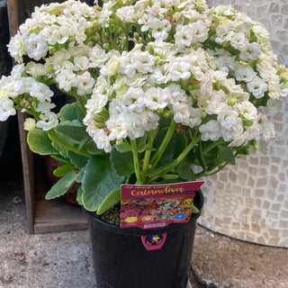 Kalanchoe Mixed