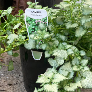 Lamium