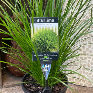 Lomandra Assorted