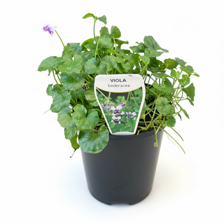Native Viola