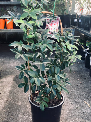 Pandorea Jasminoides