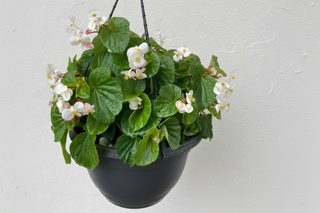 Begonia Dragon Wings