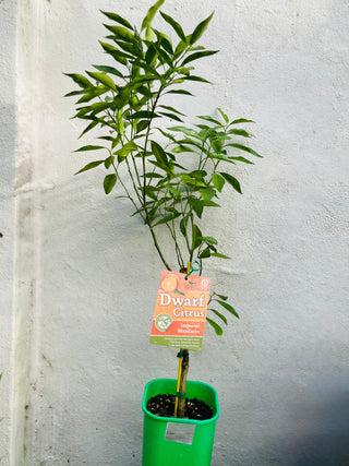 Mandarin Tree
