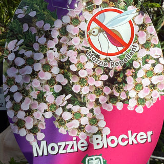 Leptopermum "Mossie Blocker"