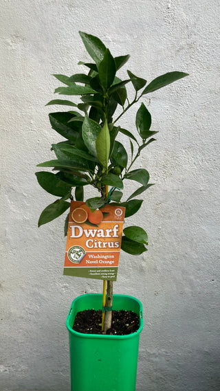 Dwarf Orange