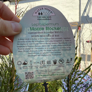 Leptopermum "Mossie Blocker"