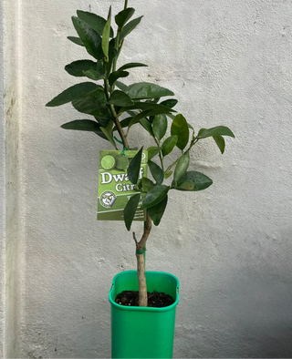 Dwarf Lime