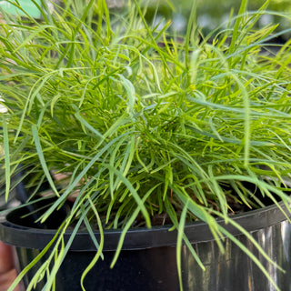 Acacia LimeLlight