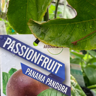 PassionFruit
