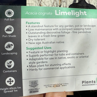 Acacia LimeLlight