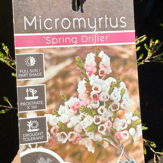 Micromyrtus