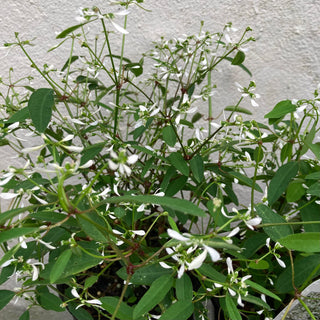 Euphorbia White Spakle