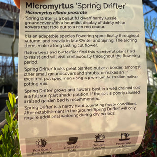 Micromyrtus