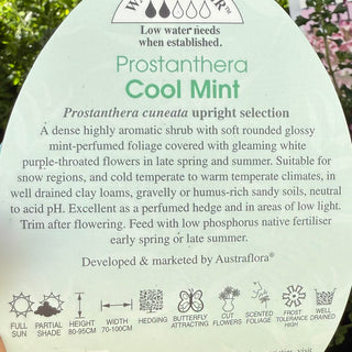 Prostanthera