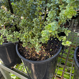 Prostanthera
