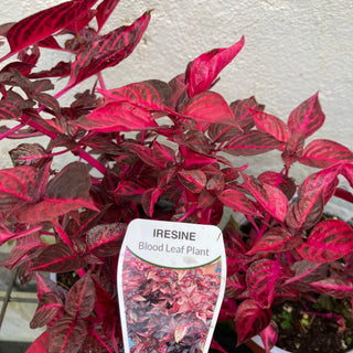 Iresine Blood Leaf