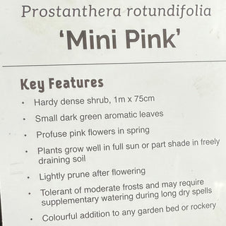 Prostanthera