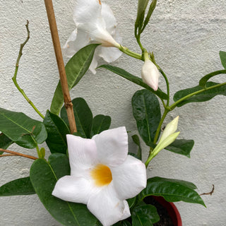 Dipladenia