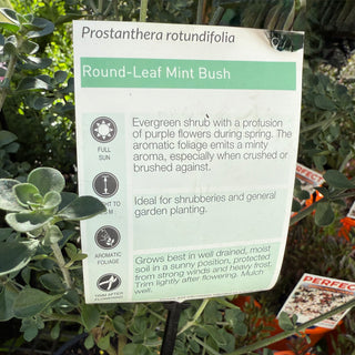 Prostanthera