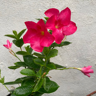 Dipladenia
