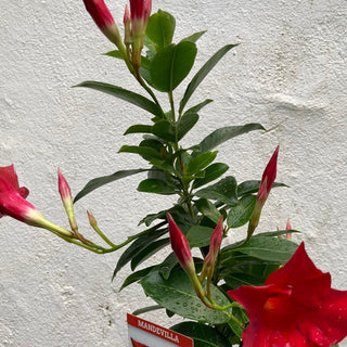 Dipladenia
