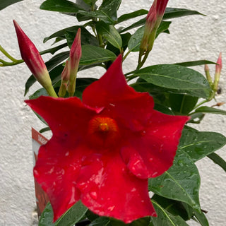 Dipladenia
