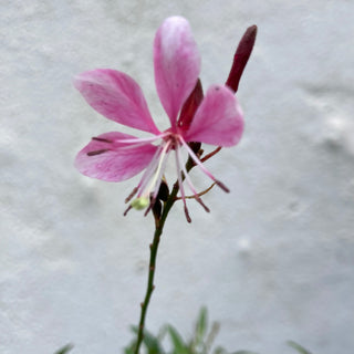 Gaura Butterfly Bush