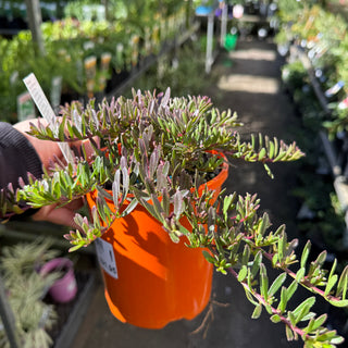 Myoporum