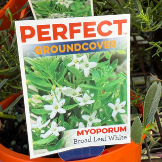 Myoporum