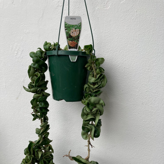 Hoya Hanging Basket