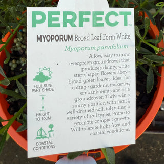 Myoporum