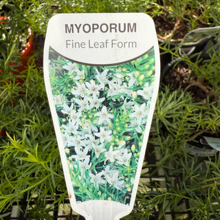 Myoporum