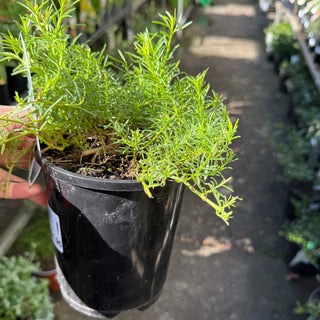 Myoporum