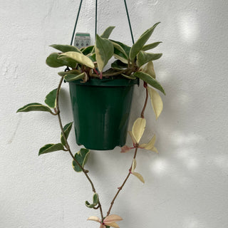 Hoya Hanging Basket
