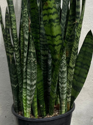 Zanserveria, Snake Plant