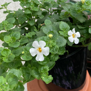 Bacopa