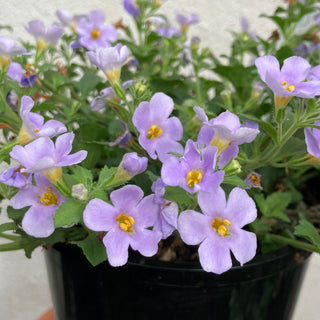 Bacopa