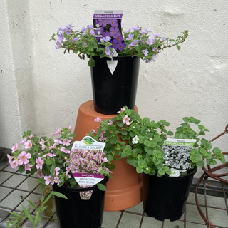 Bacopa
