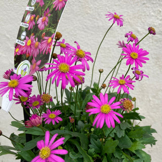 Brachyscome