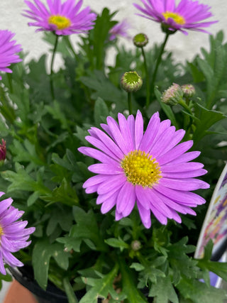 Brachyscome
