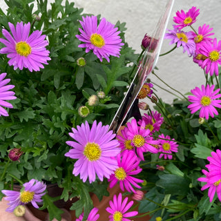 Brachyscome