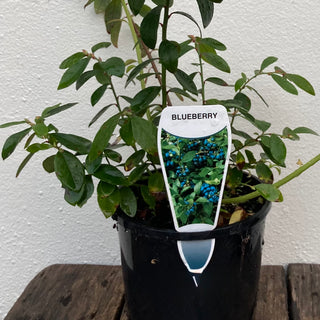 Blueberries