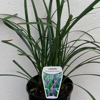 Liriope Evergreen Giant